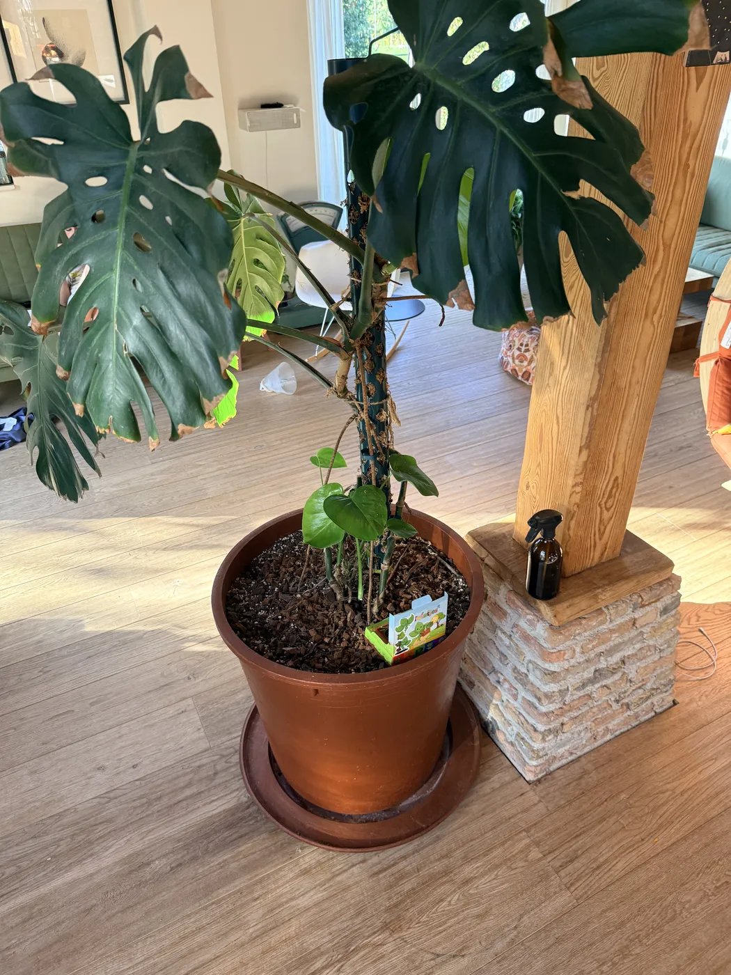 Een grote Monstera in een terracotta pot met een groene 3D-geprinte mospaal